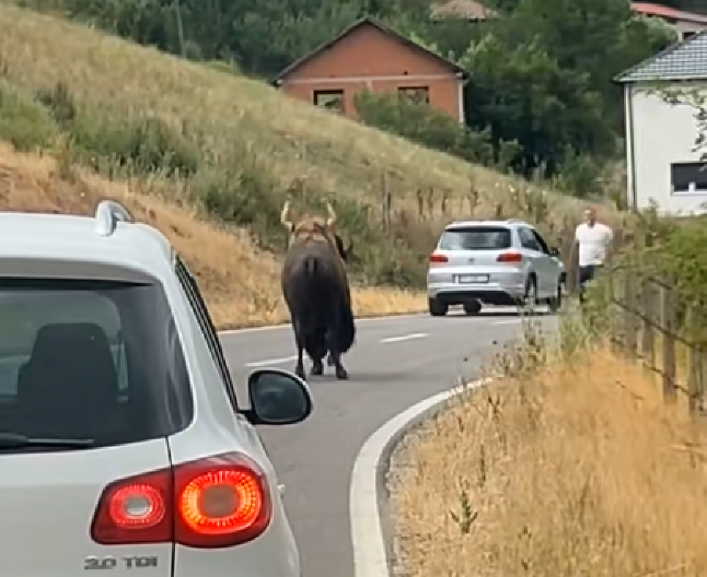 KRDO BIZONA LUTA KOSOVOM I METOHIJOM! “Pasu pored kuća, niko ne zna odakle su došli!” (VIDEO)