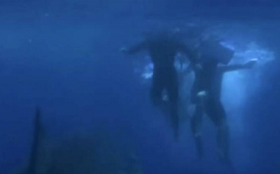 OTKRIVENA MORSKA ALA OD 750 KG! Primećena kod poznatog primorskog grada