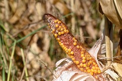 KUKURUZ U LOŠEM STANJU Suša napravila ogromnu štetu u Banatu