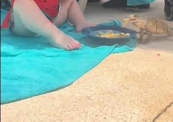 DEVOJČICA NASMEJALA 15 MILIONA LJUDI Dok je jela na bazenu došao je gušter, njena reakcija je hit!