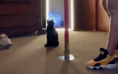 MAČKA DANIMA GREBALA VRATA OD PODRUMA, VLASNICI JE IGNORISALI Kada su ih otvorili i zakoračili unutra, sledila im se krv u žilama!