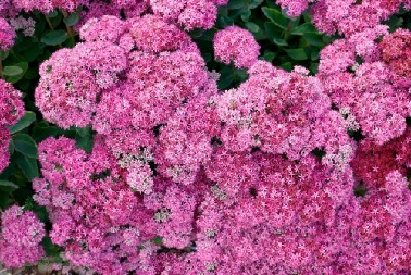 MAGIJA OD CVEĆA KOJE NE PRESTAJE DA BUJA SVE DO KASNE JESENI  I, što je najvažnije, ne morate da ga zalivate svaki drugi dan!