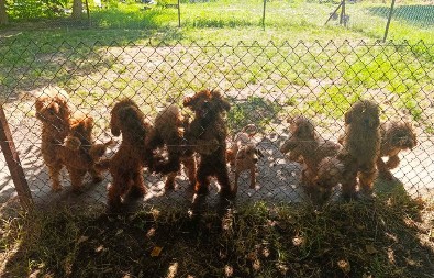 UHAPŠEN MUŠKARAC ZBOG NELEGALNOG GAJENJA PASA Oduzete mu skupocene životinje, vrednost im procenjena na više desetina hiljada evra