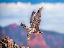 URNEBESNO! Kanadski vatrogasci priveli ORLA nakon što je izazvao požar