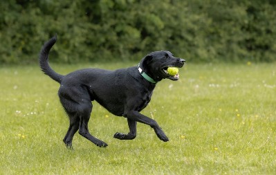 PLAKANJE OD SMEHA Vlasnica kupila ljubimcu njegovu omiljenu igračku - ovakvu reakciju nije očekivala
