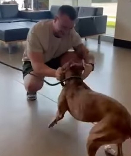 DIRLJIV VIDEO ĆE VAS RAZNEŽITI Vlasnik i pas nisu se videli godinu dana - ovaj prizor je čista radost