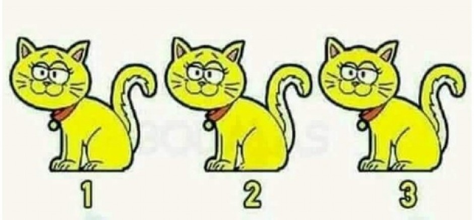 IMATE LI OKO SOKOLOVO? Samo genijalci pronalaze ULJEZA među ove 3 mačke – Da li vi vidite šta ne štima? (FOTO)