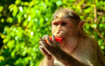 TURISTI U ŠOKU Majmun upao u restoran, gosti bežali vrišteći