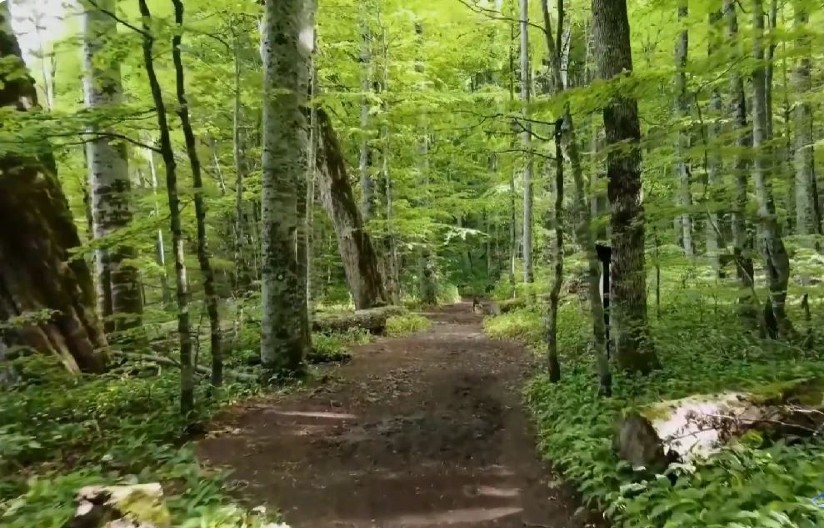 KO KROČI U OVU ŠUMU, LOŠE MU SE PIŠE! Država uvela zabranu!