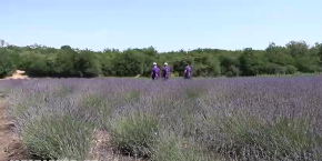 Od dina do borovih hladovina – biciklistički i pešački izazovi Deliblatskih staza