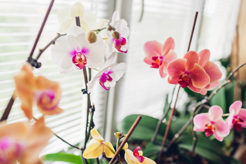 OVO JE NAJVEĆA GREŠKA, NIKAKO JE NE STAVLJAJTE PORED PROZORA Evo kako se održavaju orhideje leti, mesto gde su im je jako važno