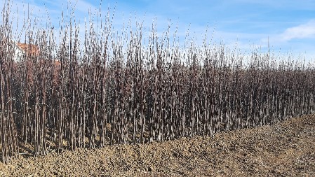 DRŽAVA IZDVOJILA 112,3 MILIONA DINARA ZA POŠUMLJAVANJE Sredstva su dobili navedeni gradovi