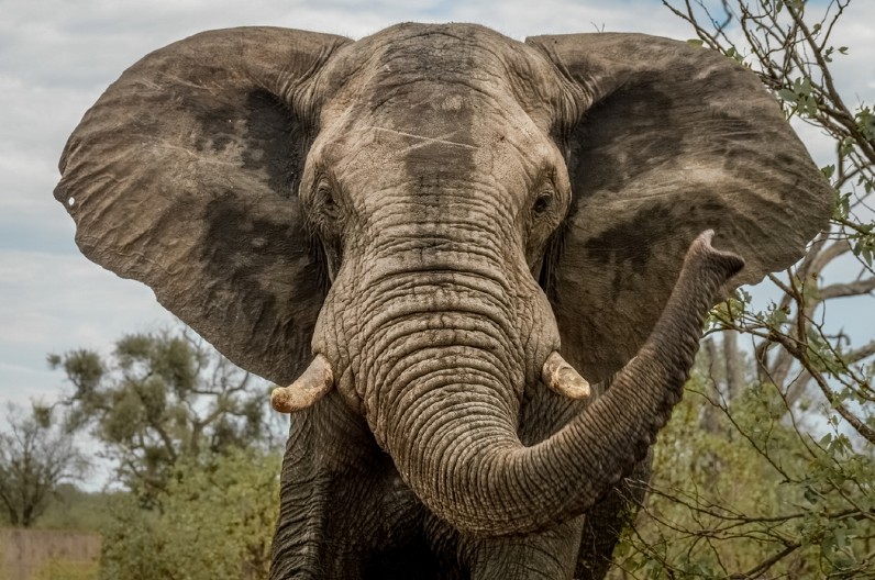 VIC DANA Sede dva slona pored bazena, i kaže jedan drugom...