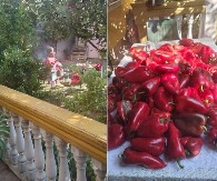 GENERACIJE SU GA OBOŽAVALE Otkrivamo kako se pravio makedonski ajvar koji osvaja sva čula