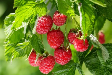 Ovo voće je rekorder na srpskim pijacama: Najmanje 800 dinara za kilo!