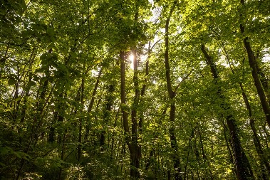 NIJE TEŠKO A ISPLATIVO Za skupljanje ovog šumskog blaga dnevnica ide i do 150 evra