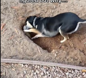 PAS JE DANIMA KOPAO RUPU U DVORIŠTU Vlasnica je zanemela od šoka kad je otkrila pravi razlog!