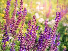 DA LI SPAVATE LOŠE? Ova čarobna biljka pored kreveta menja sve