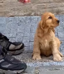 OVO JE NAJSLAĐE ŠTO ĆETE DANAS VIDETI Pas koji je pronašao svoj dom, raznežio milione ljudi!