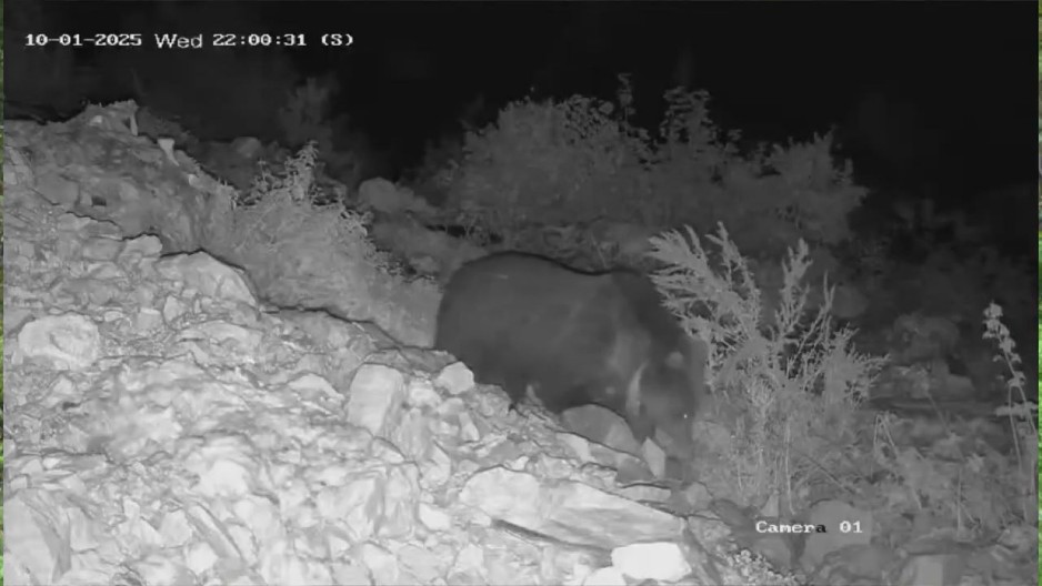 NEOČEKIVAN SNIMAK IH JE ZATEKAO, NIKO NE ZNA ODAKLE JE STIGAO U OVAJ DEO SRBIJE "Po ovome naslućujemo kakva nas zima čeka" (FOTO)