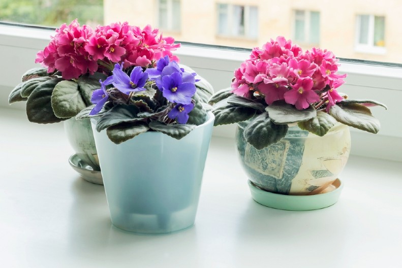 LJUBIČICE ĆE CVETATI CELE ZIME KAO LUDE Zalivajte ih ovim eliksirom i uživajte u njihovoj lepoti!