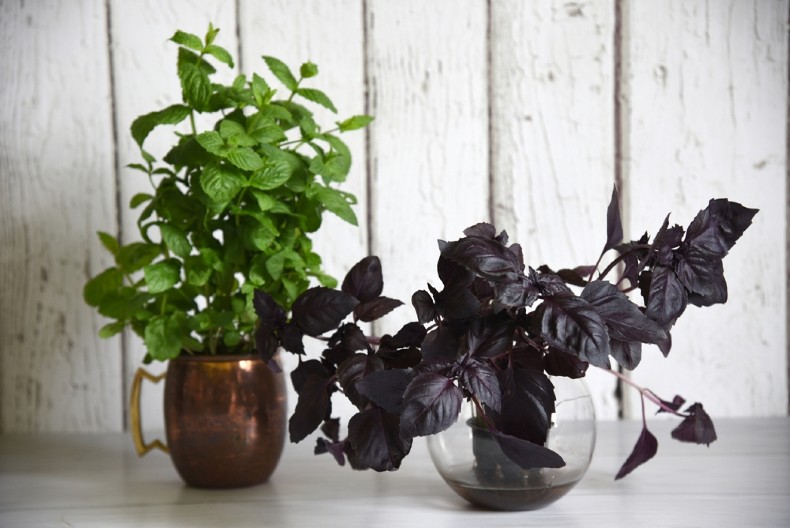 SVAKA SRPKINJA TREBA DA GA ZASADI Hilandarski bosiljak čuva kuću od zla i garantuje srećan brak