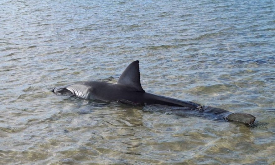 TURISTIČKI BAZEN SMRTI! Ajkula napala 14-godišnjaka pred očima porodice