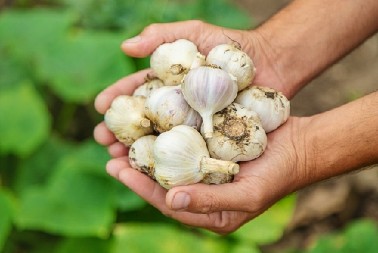 KADA JE NAJBOLJE VREME ZA SADNJU BELOG LUKA?  Evo kako da dobijete dobar plod i velike glavice luka
