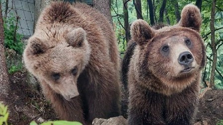 Za 6.000 dinara možete iz "čeke" da posmatrate medveda na Tari, ako se ne pojavi - pola para dobijate nazad