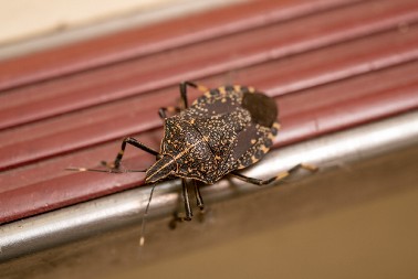 STARI BAŠTOVANI SAMO OVAKO TERAJU SMRDIBUBE  Uradite i vi ovo, pa više nećete imati najezdu u kući!