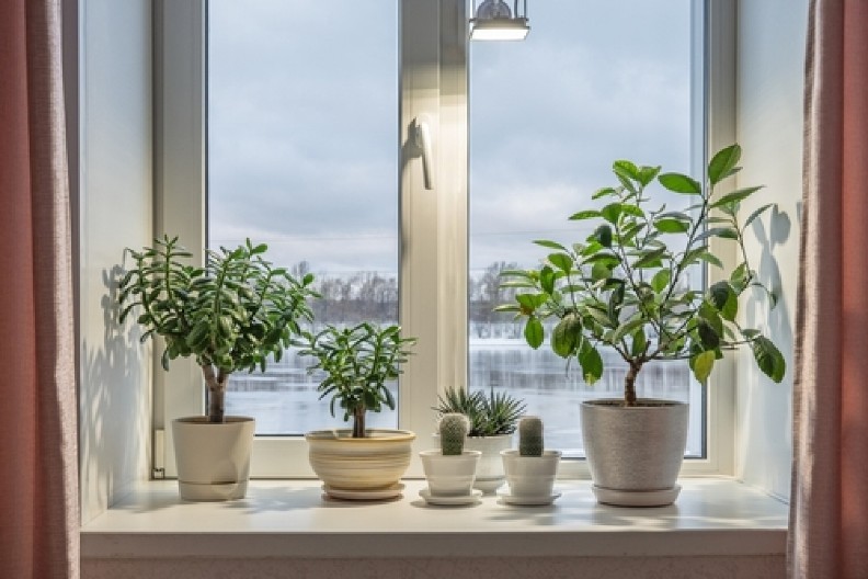 ODMAH IH PREMESTITE  Ove sobne biljke ne smete držati na prozorskim daskama