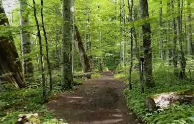 NEVIĐENA SCENA U ŠUMI Fotograf se susreo sa retkom divljom zveri - ima belu siluetu koja deluje kao svetlost! (FOTO)