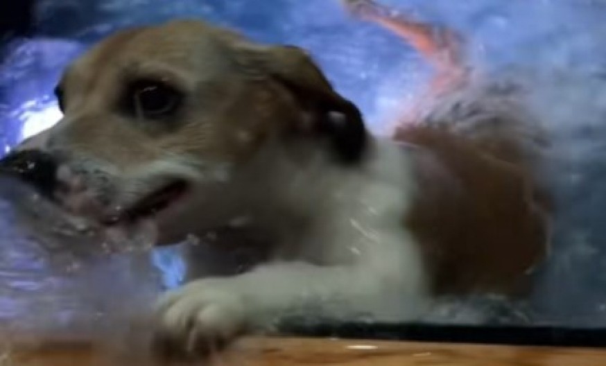 SRCE ĆE VAM SE ISTOPITI Pas nije hteo ni omiljenu poslasticu – sve zbog JEDNE STVARI koju voli više od svega! (VIDEO)