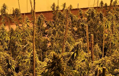 PORODIČNI POSAO  Hapšenje kod Kruševca