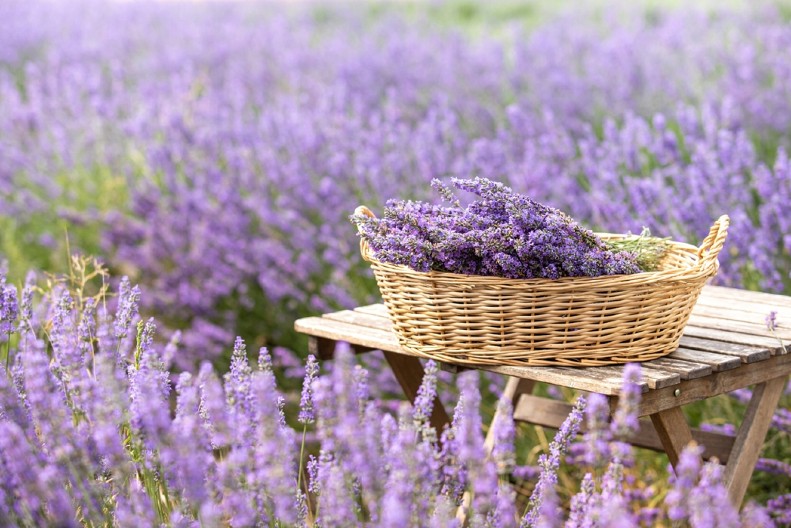 Jedini cvet koji može da preživi zimu i mraz: Ne zahteva dodatnu negu, a veruje se da donosi sreću u kući ispred koje je posađen