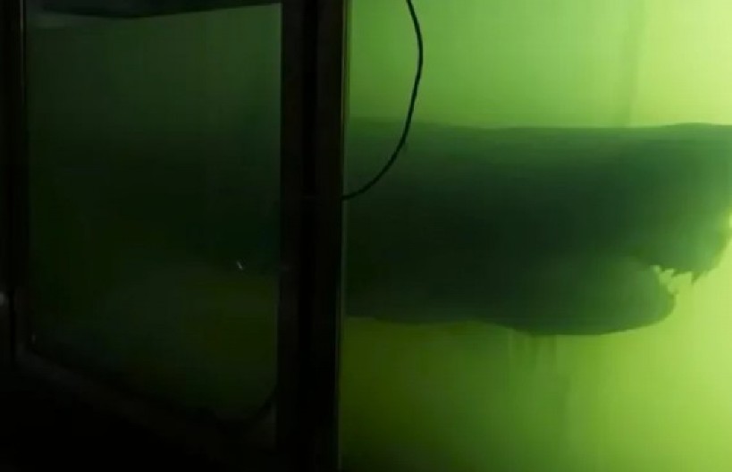 HOROR U NAPUŠTENOM ZOO VRTU Jutjuber ušao u mrak i zatekao JEZIV PRIZOR - u formalinu plutala GIGANTSKA DIVLJA ZVER! (VIDEO)