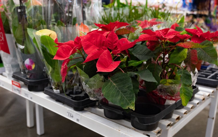 Ne zaliva se često, drži se na svetlosti, a može porasti i do 90 cm u visinu: Sve što treba da znate najzahtevnijem cvetu