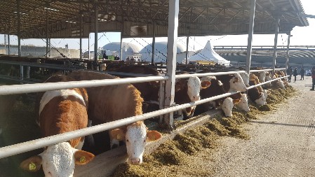 OVO SU CENE NA STOČNIM PIJACAMA Pala cena krava, bikovi i svinje nešto skuplji