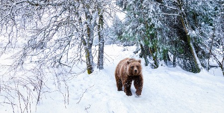 HOROR NA PEŠAČKOJ STAZI, MEDVED NAPAO ĐAKE NA EKSKURZIJI! 11 povređeno, nastavnik TEŠKO ranjen!