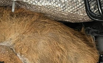 NEVIĐEN HOROR NA PUTU Upalila se lampica motora, vozač otvorio haubu – ONO ŠTO JE VIDEO LEDI KRV U ŽILAMA! (FOTO)