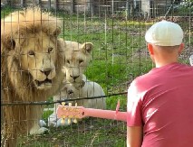 ŠOK U ZOO-VRTU Pevač prišao LAVOVIMA i zasvirao – ono što su uradili OSTAVILO MILIONE U NEVERICI! (VIDEO)