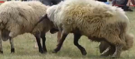 FARMA ''GEJ OVNOVA'': Prodaje se odeća od njihove vune, u celu akciju uključili i Grinder!