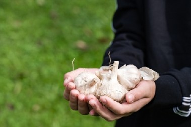 BELI LUK SE NEĆE POKVARITI DO SLEDEĆEG LETA  Potrebna vam je samo so