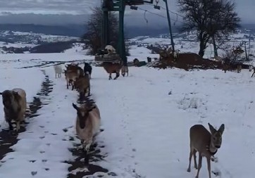 MARKOV ''BAMBI'' SA ROMANIJE PRVI PUT IZAŠAO NA SNEG Dirljiva scena iz Bosne oduševila region - prizor kao iz bajke! (VIDEO)