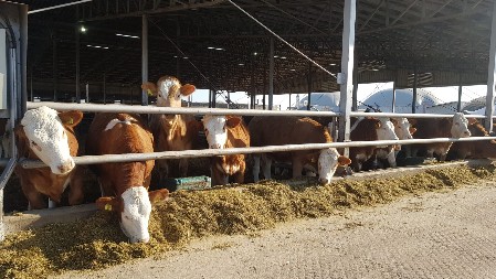 CENA DOBRA, NAPLATA SPORA Odgajivači tovnih rasa iz Srbije čekaju sertifikate za izvoz