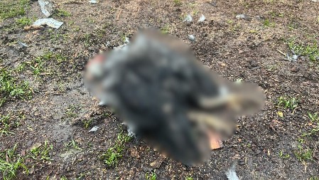 PSI LUTALICE IH ŽIVE RASTRGLI! Užas kod Čačka, meštani zatekli stravičan prizor (FOTO)