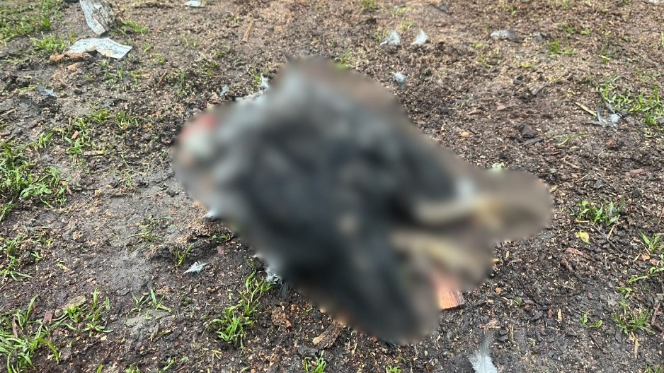 PSI LUTALICE IH ŽIVE RASTRGLI! Užas kod Čačka, meštani zatekli stravičan prizor (FOTO)