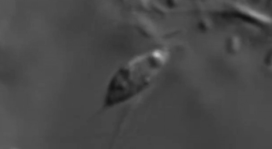 ZAPREPAŠĆUJUĆE OTKRIĆE U KOMŠILUKU: U dubinama Jadrana pronađeno STVORENJE koje do sada nije viđeno na svetu! (VIDEO)