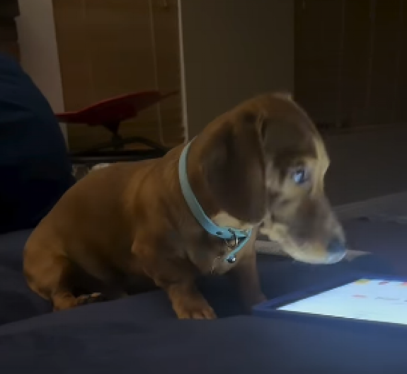 KAKVA PAMETNICA Pogledajte samo šta radi - video je hit