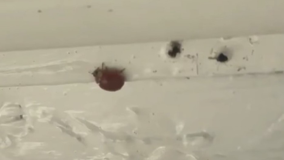 MISTERIOZNE BUBE IZAZIVAJU PANIKU U DOMOVIMA Grizu i napadaju ljude, razmnožavaju se kao lude - niko nije bezbedan! (VIDEO)